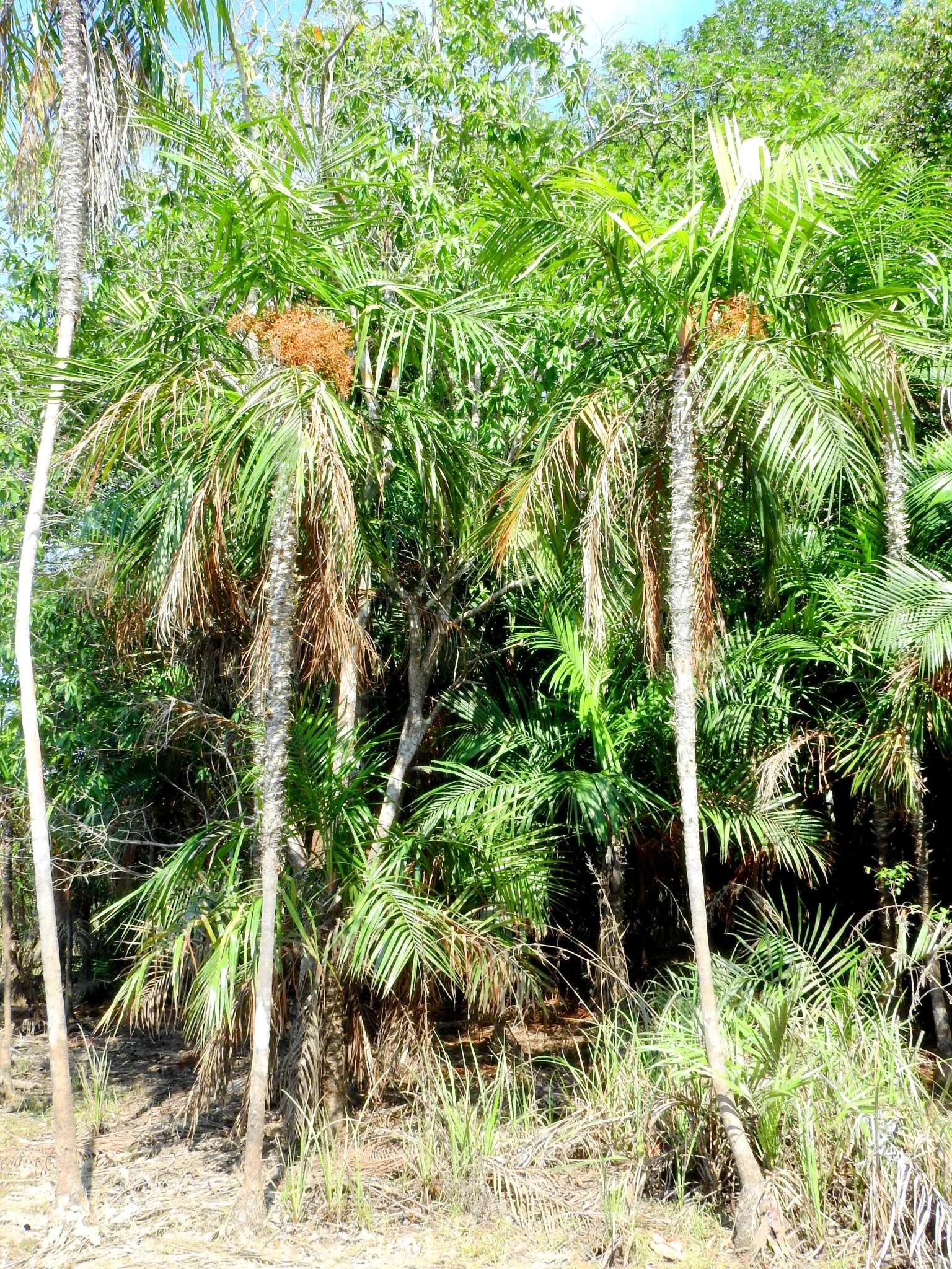 Image de Leopoldinia pulchra Mart.