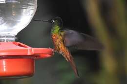 Image of Golden-bellied Starfrontlet