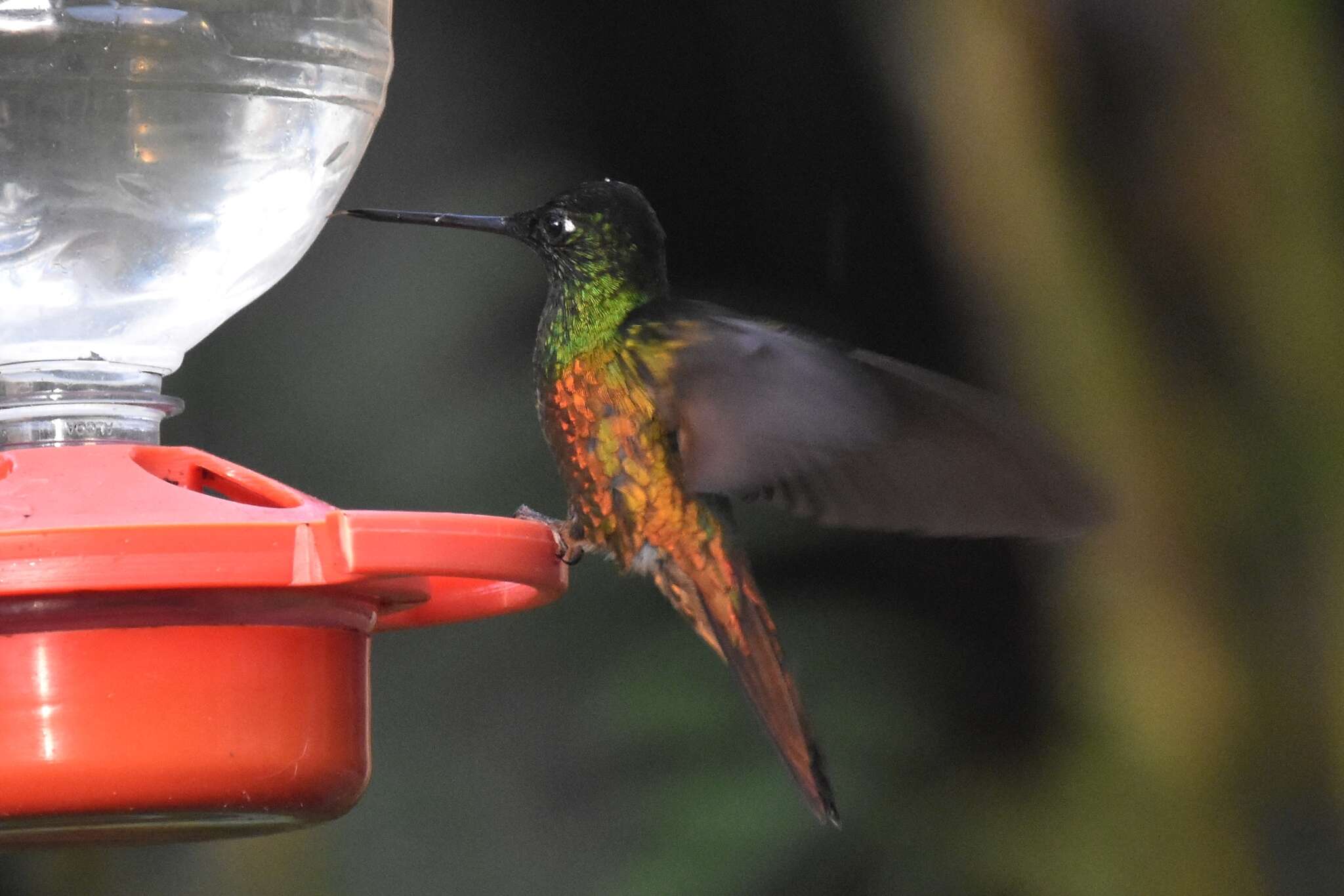 Image of Golden-bellied Starfrontlet