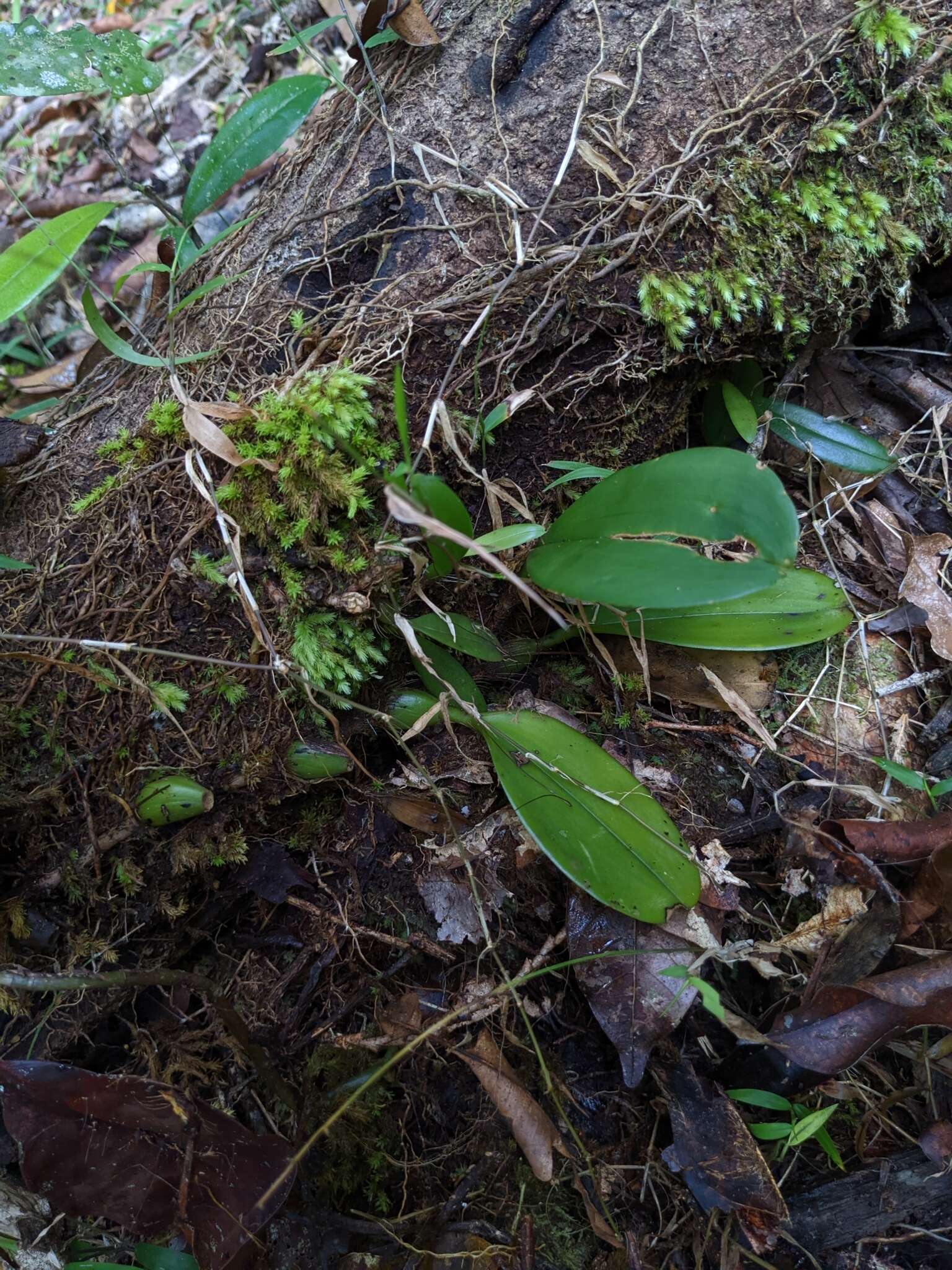 Image of Bulbophyllum baileyi F. Muell.