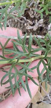 Sivun Teucrium pseudochamaepitys L. kuva