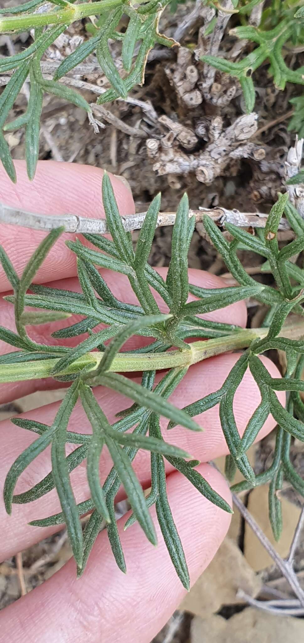 Sivun Teucrium pseudochamaepitys L. kuva