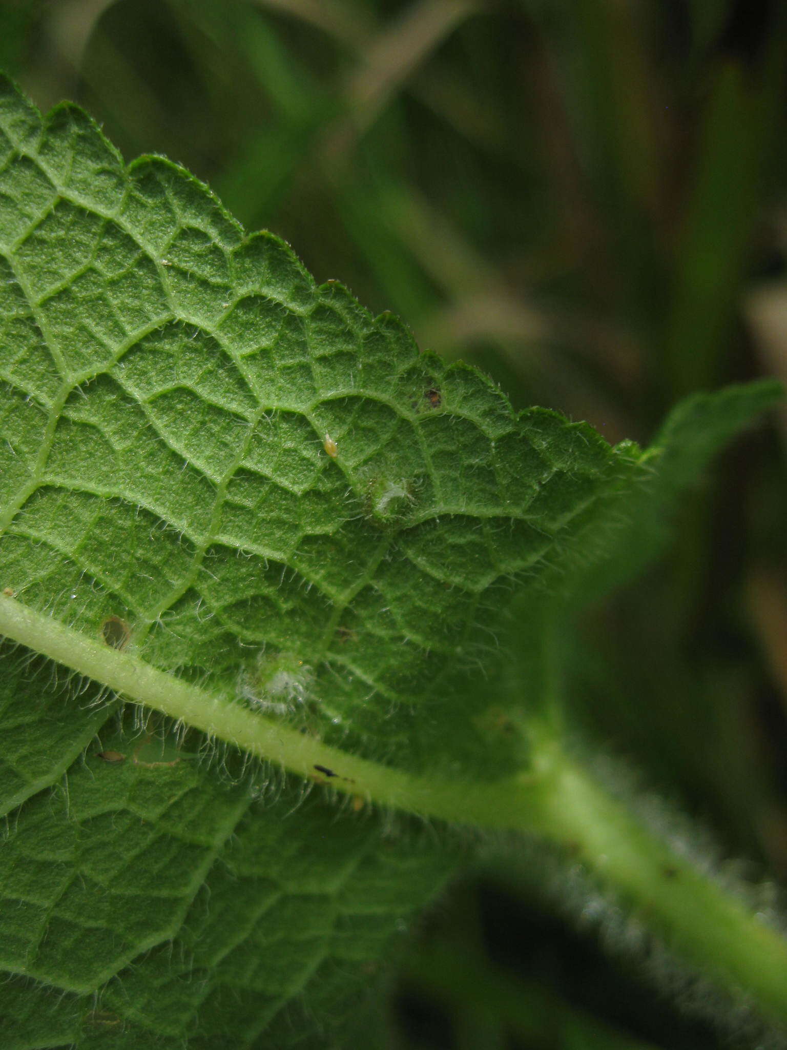 صورة Ametrodiplosis fulvescens Plakidas 2016