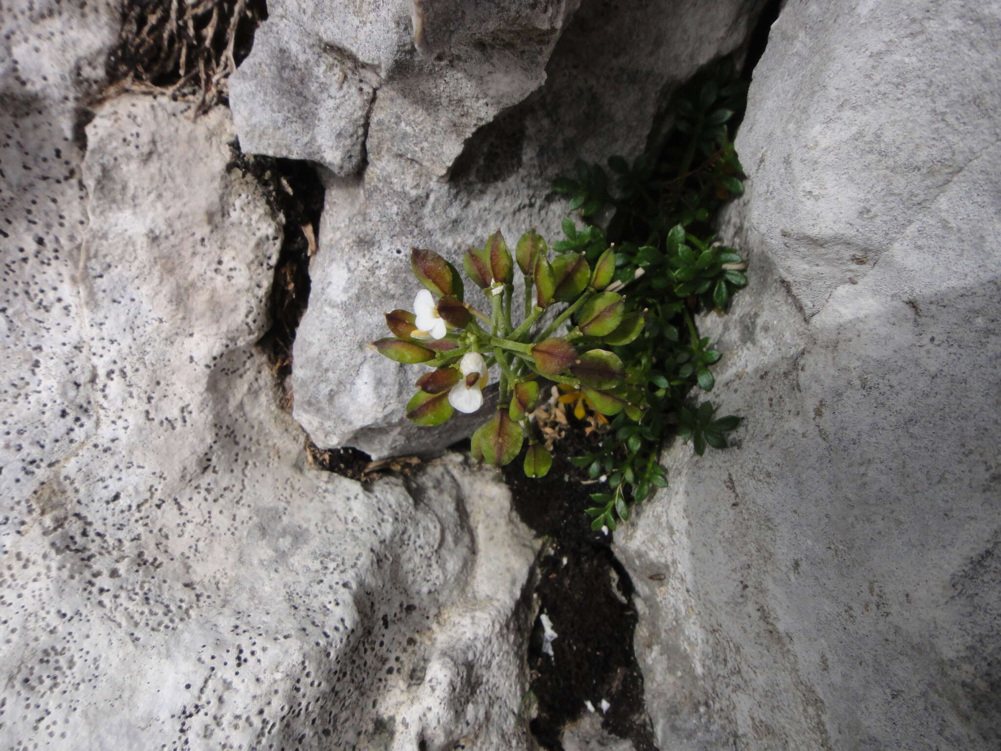 Image of alpine hutchinsia