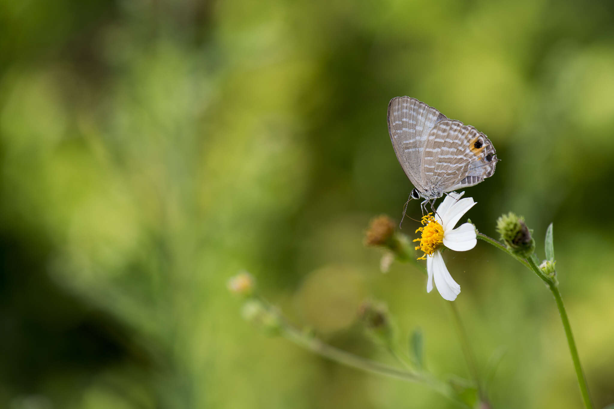 Imagem de <i>Jamides alecto dromicus</i>