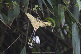 Image of Malaysian moon moth