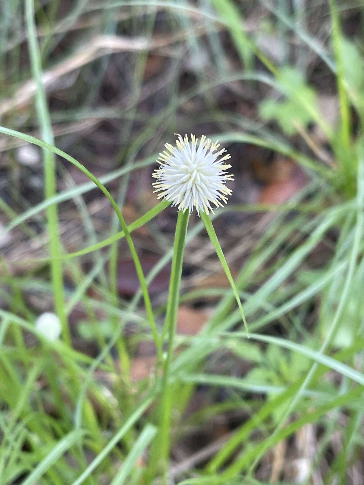 Image of Cyperus alatus subsp. albus (Nees) Lye