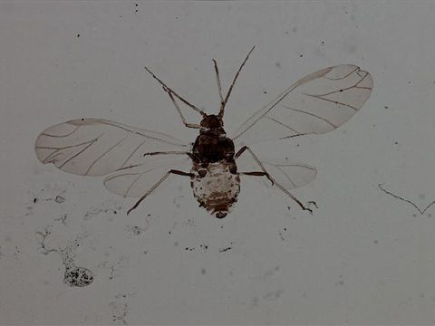 Image of <i>Braggia eriogoni</i> (Cowen & J. H. 1895)
