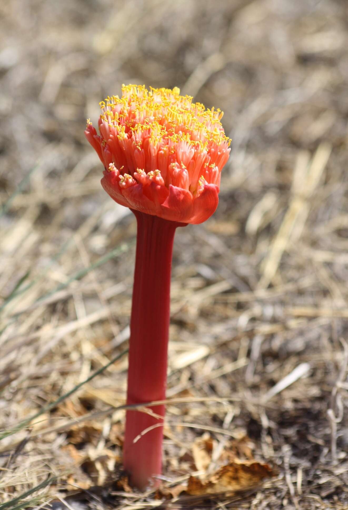 Imagem de Haemanthus sanguineus Jacq.