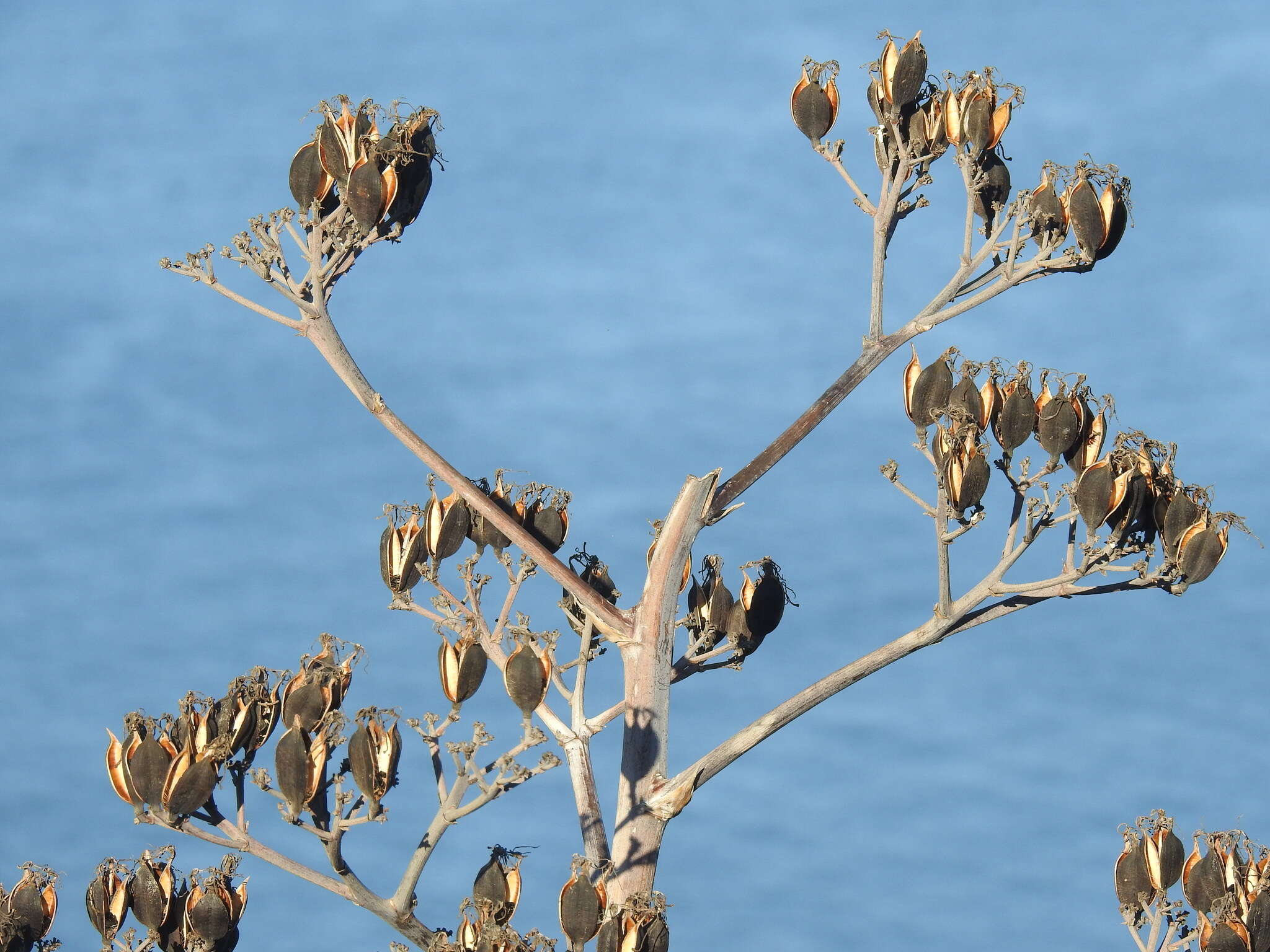 Image of century plant
