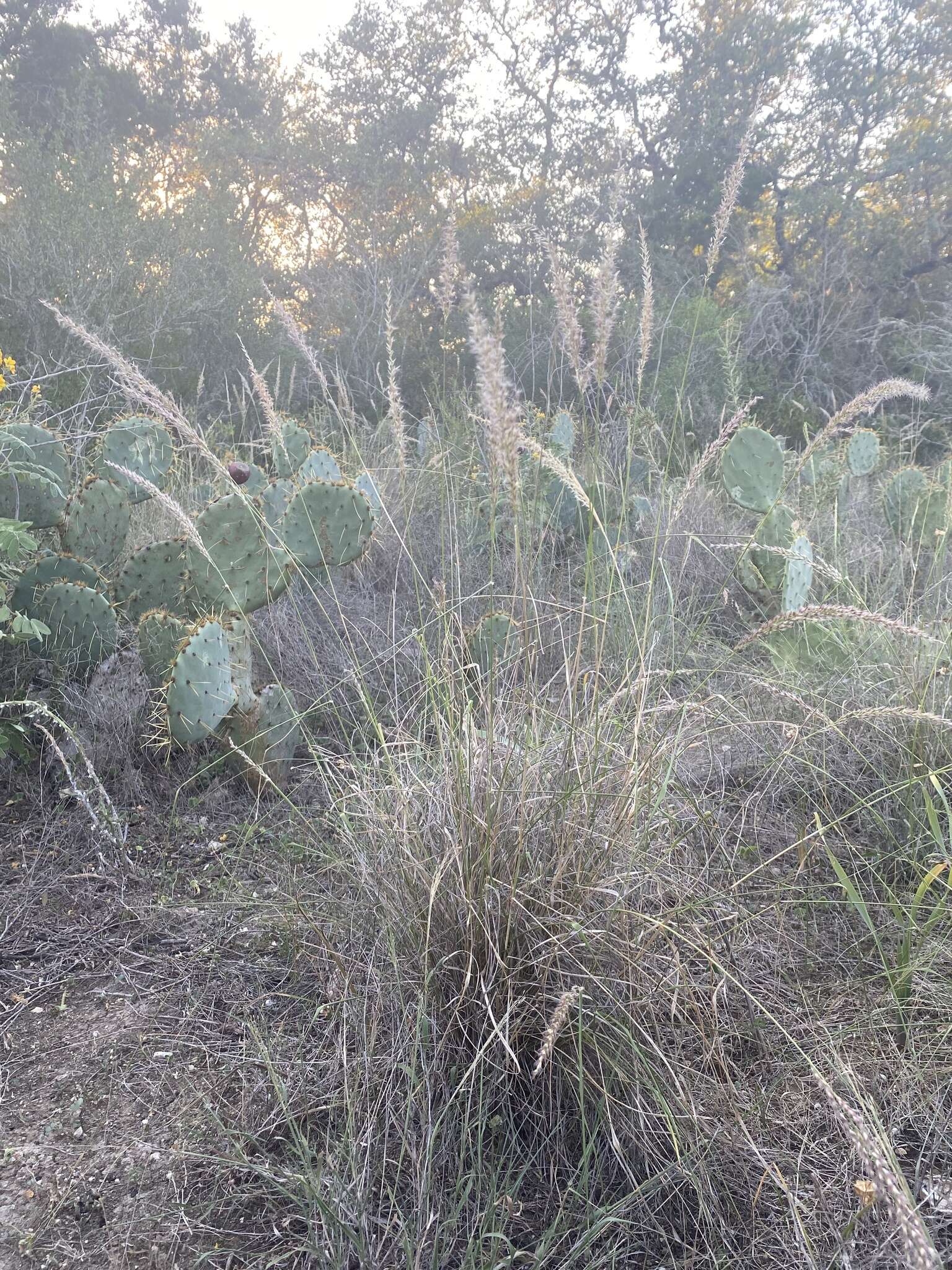 Image of pink pappusgrass