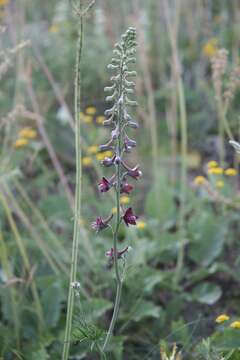 Plancia ëd Delphinium puniceum Pall.