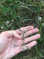 Image de Eryngium integrifolium Walt.