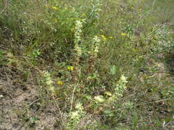 Image of Sideritis montana subsp. montana