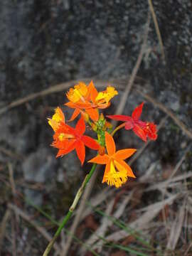 Plancia ëd Epidendrum radicans Pav. ex Lindl.