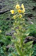 Image of Meconopsis paniculata (D. Don) Prain