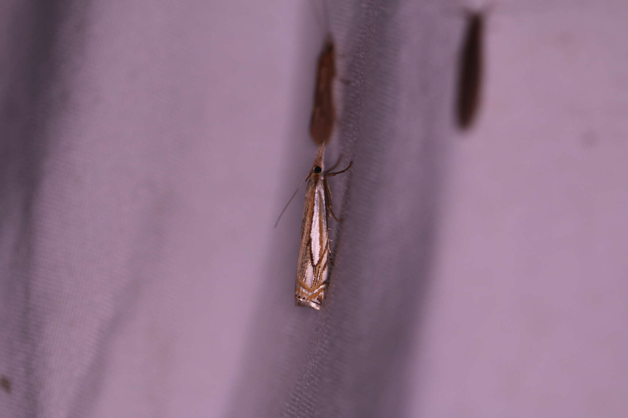 Image of Pasture Grass-veneer