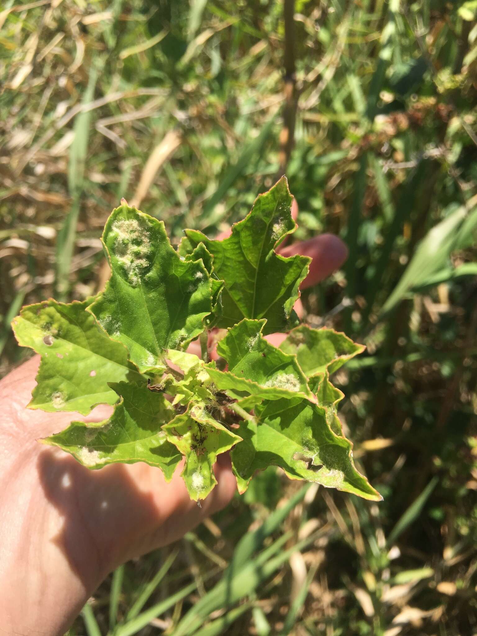 Imagem de Malachra alceifolia Jacq.