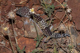 Image of Western Indian Leopard Gecko