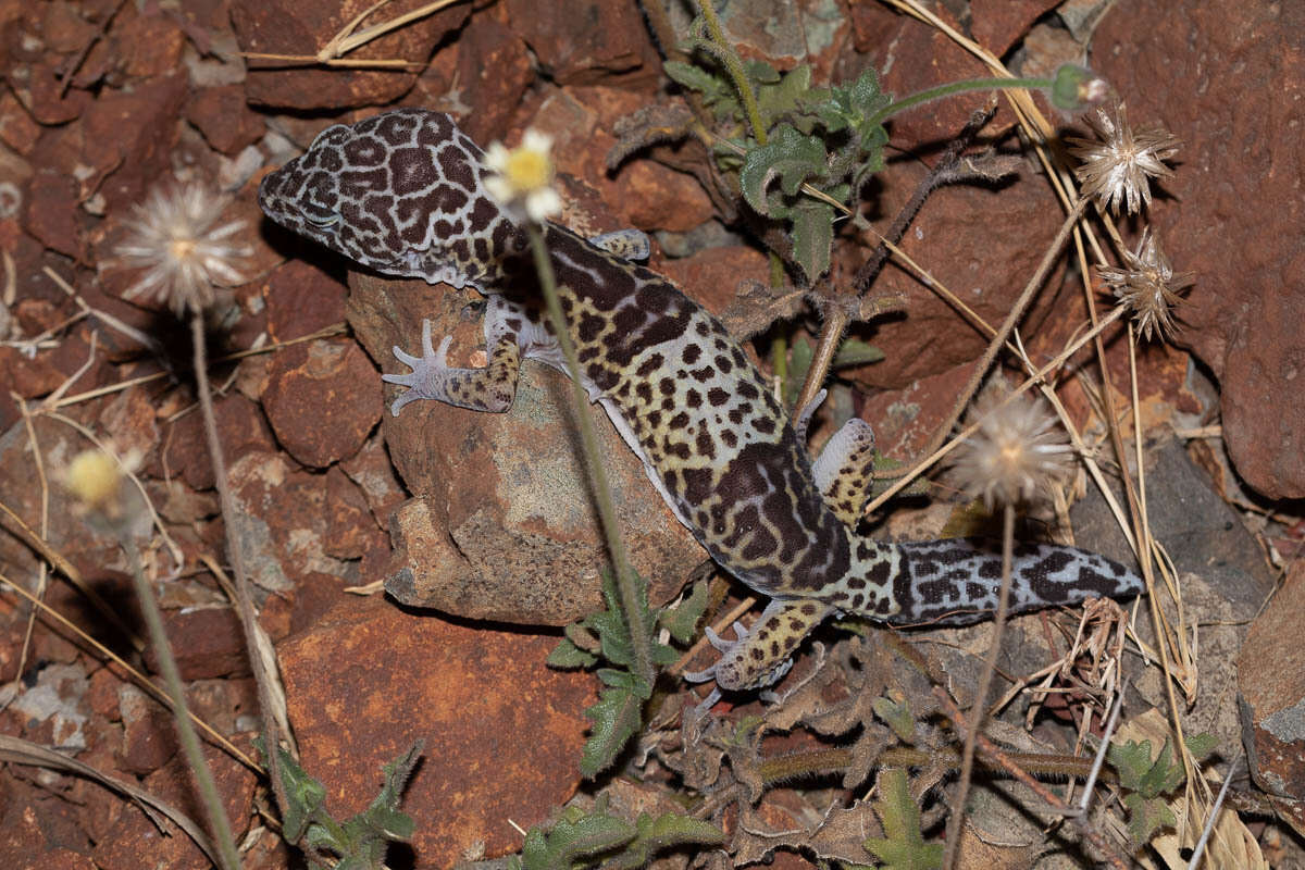 Image of Western Indian Leopard Gecko