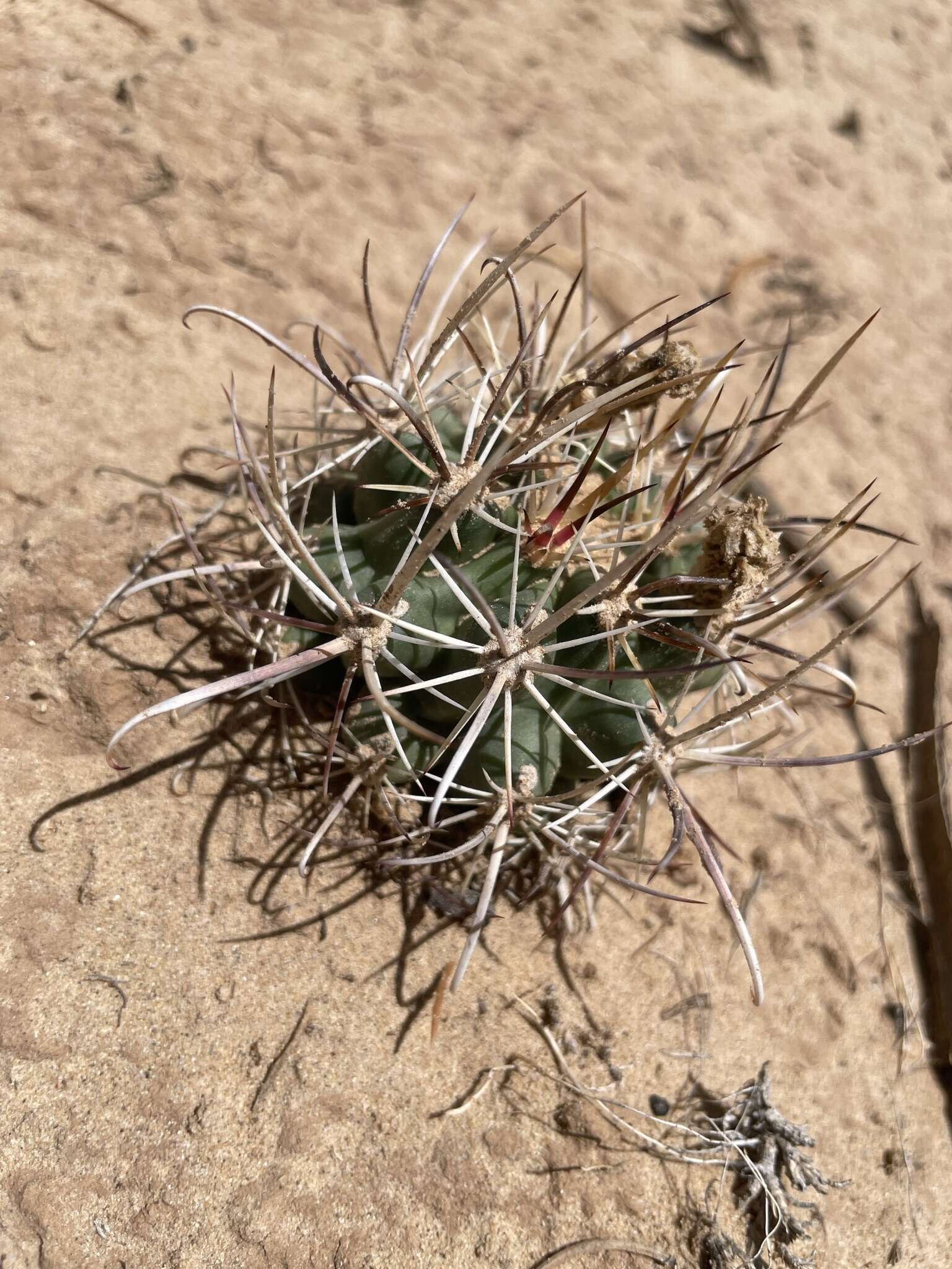 Plancia ëd Sclerocactus cloverae K. D. Heil & J. M. Porter