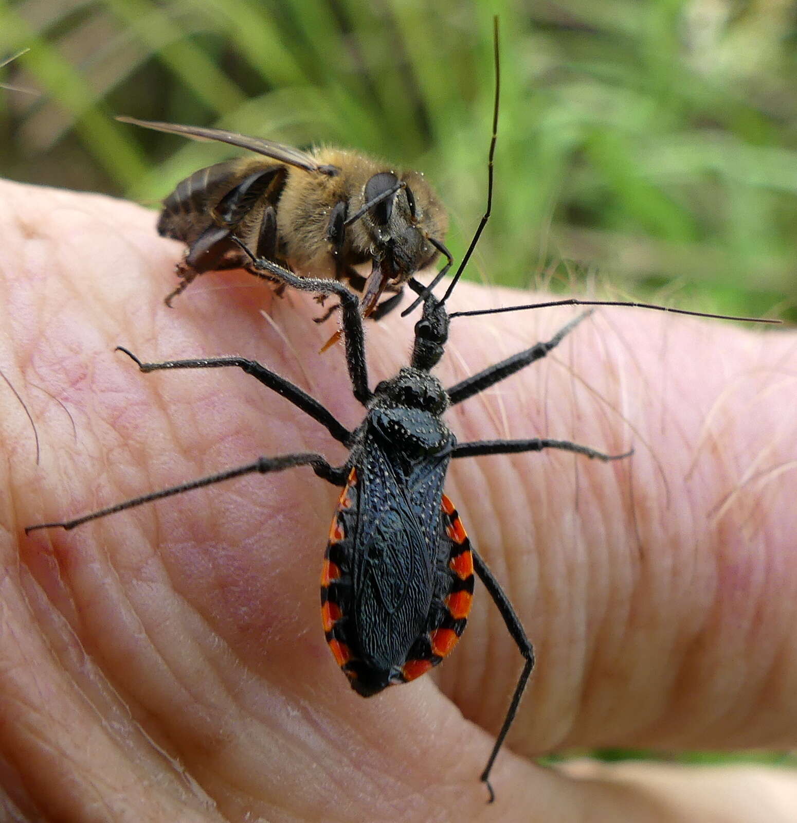 Plancia ëd Rhynocoris tristis (Stål 1855)