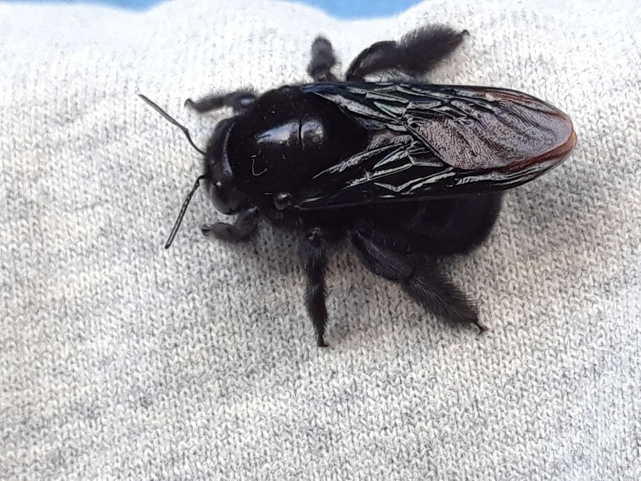 Xylocopa darwini Cockerell 1926 resmi