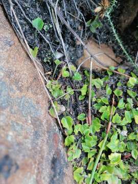 Image of Centella macrodus (Spreng.) B. L. Burtt