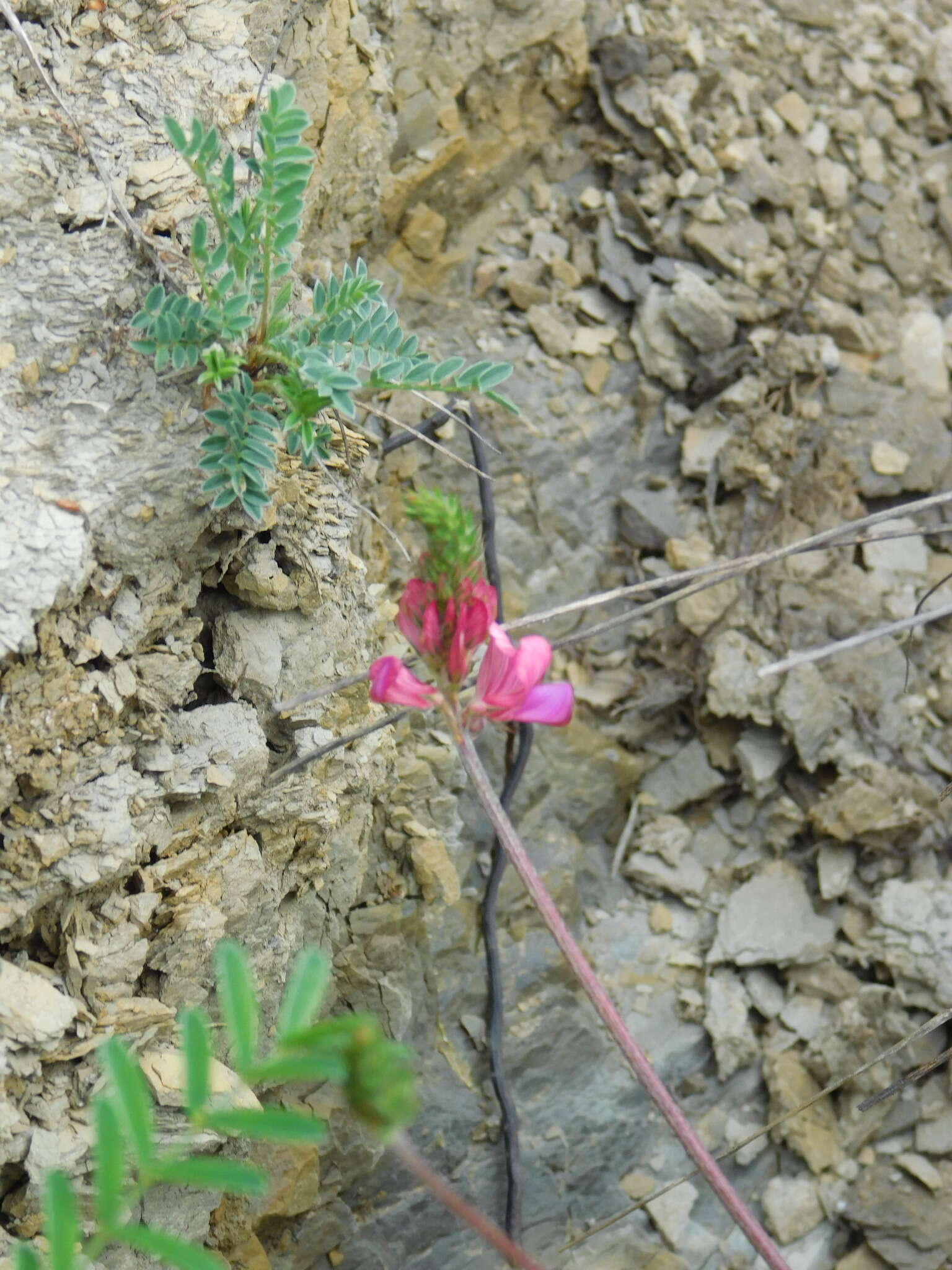 Image of Onobrychis conferta subsp. hispanica (Sirj.) Guitt. & Kerguelen
