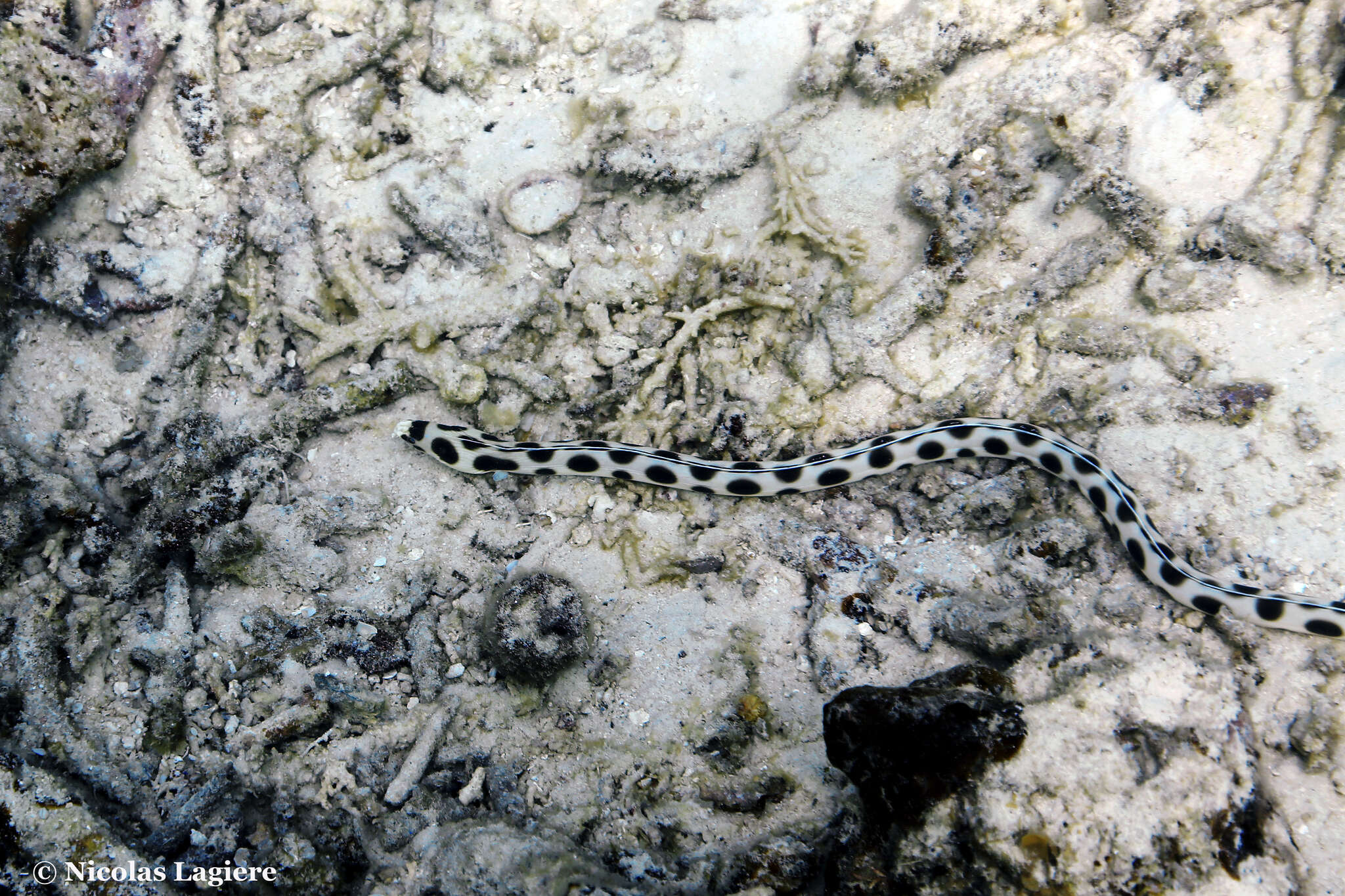 Image of Spotted snake eel