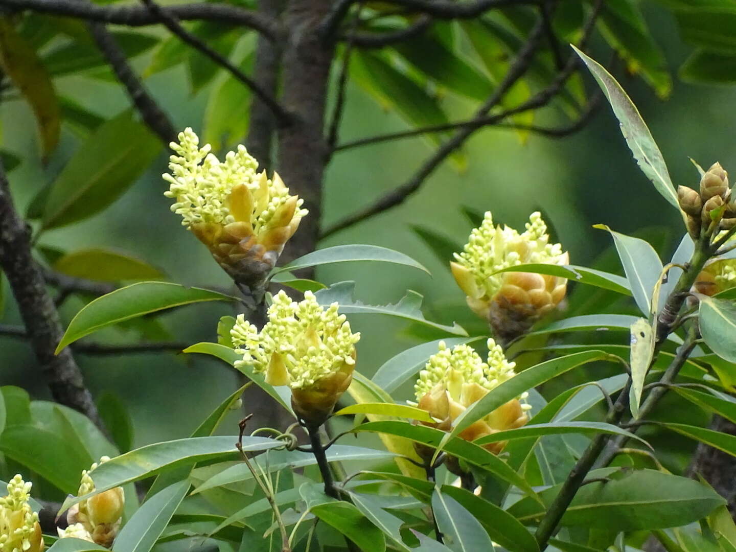 Image of Machilus pauhoi Kaneh.