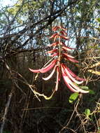 Image de Erythrina standleyana Krukoff