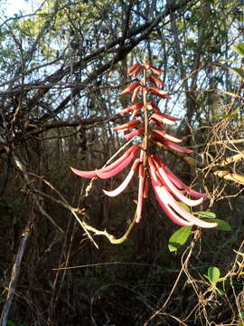 Image of Erythrina standleyana Krukoff