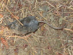Image of Trowbridge's shrew