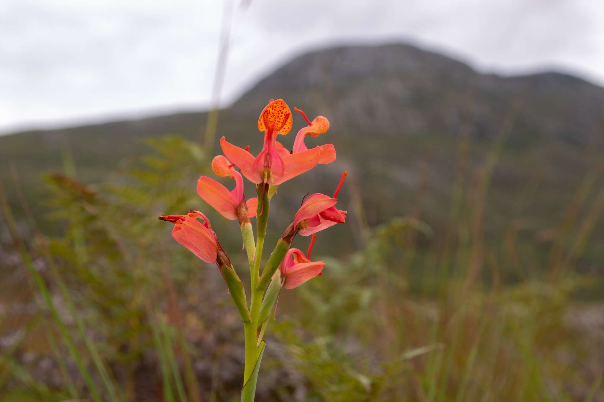 Image of Disa ornithantha Schltr.