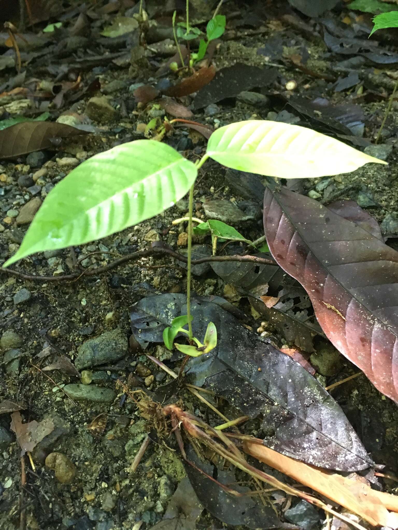 Sivun Shorea leprosula Miq. kuva