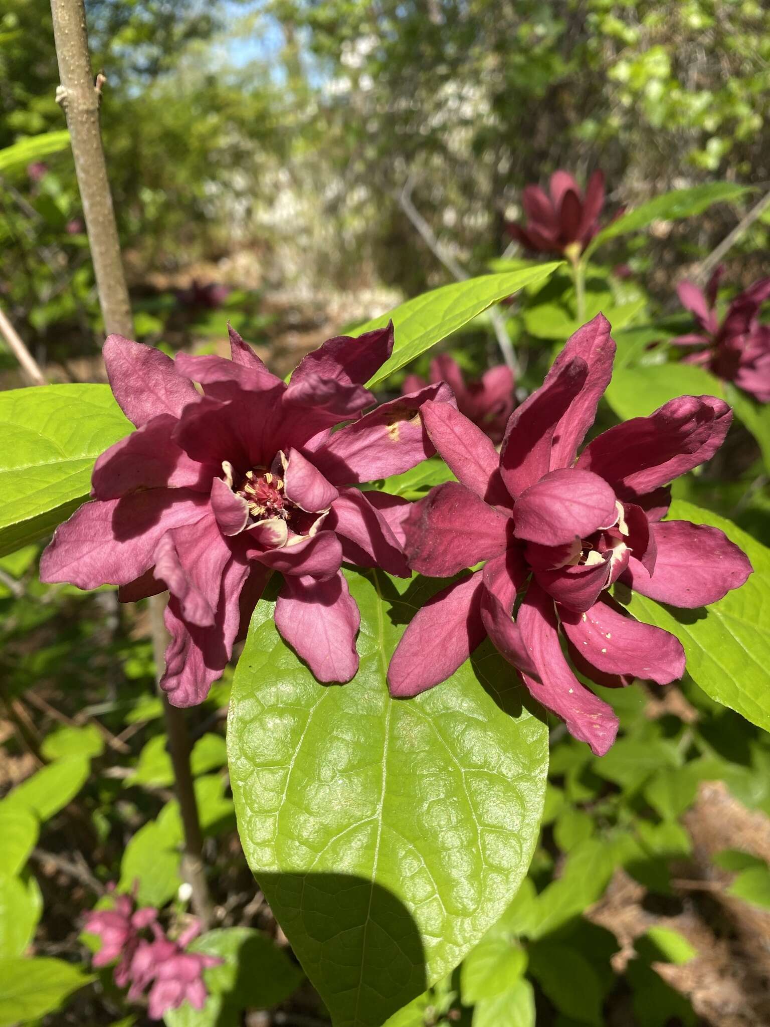 Image de Calycanthus × raulstonii (F. T. Lass. & Fantz) F. T. Lass. & Fantz ex Bernd Schulz