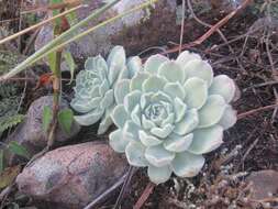 Image of Echeveria hyalina Walther