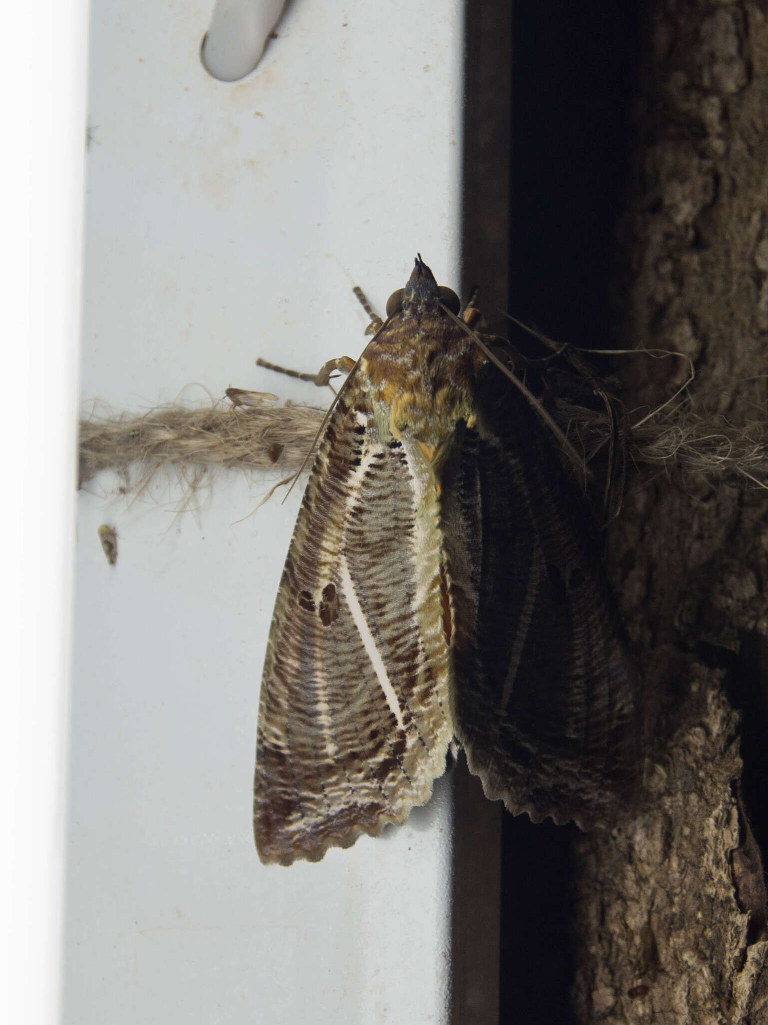 Image of Eudocima materna (Linnaeus 1767)