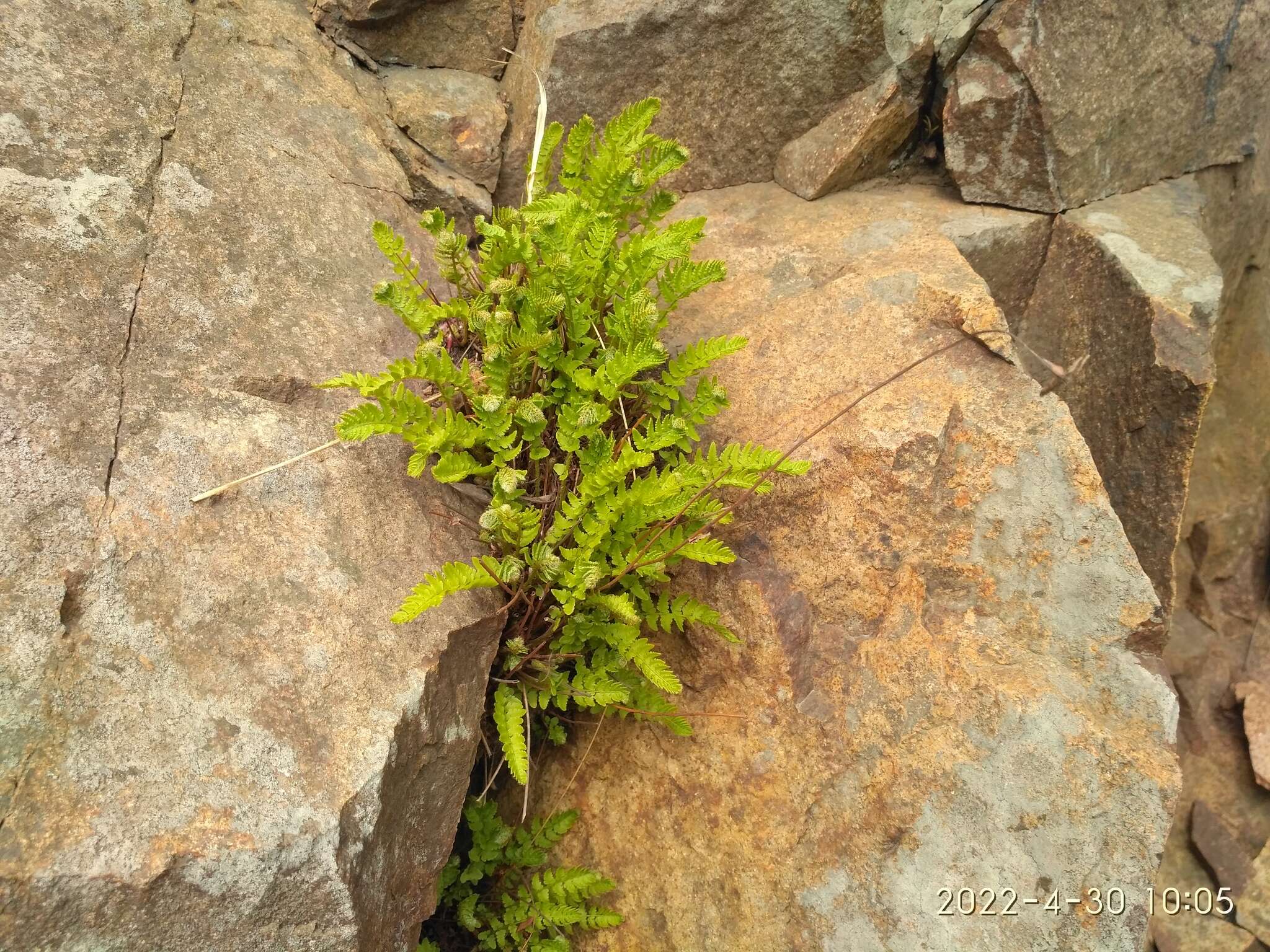 Image of Woodsia subcordata Turcz.