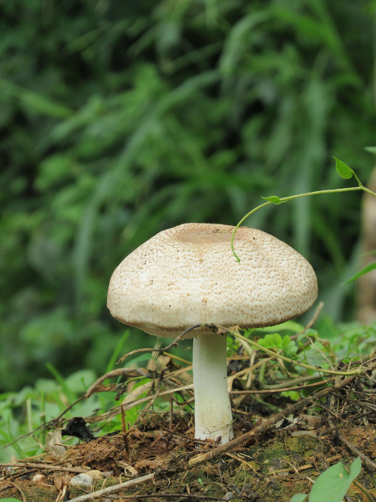 Sivun Agaricus subrufescens Peck 1894 kuva