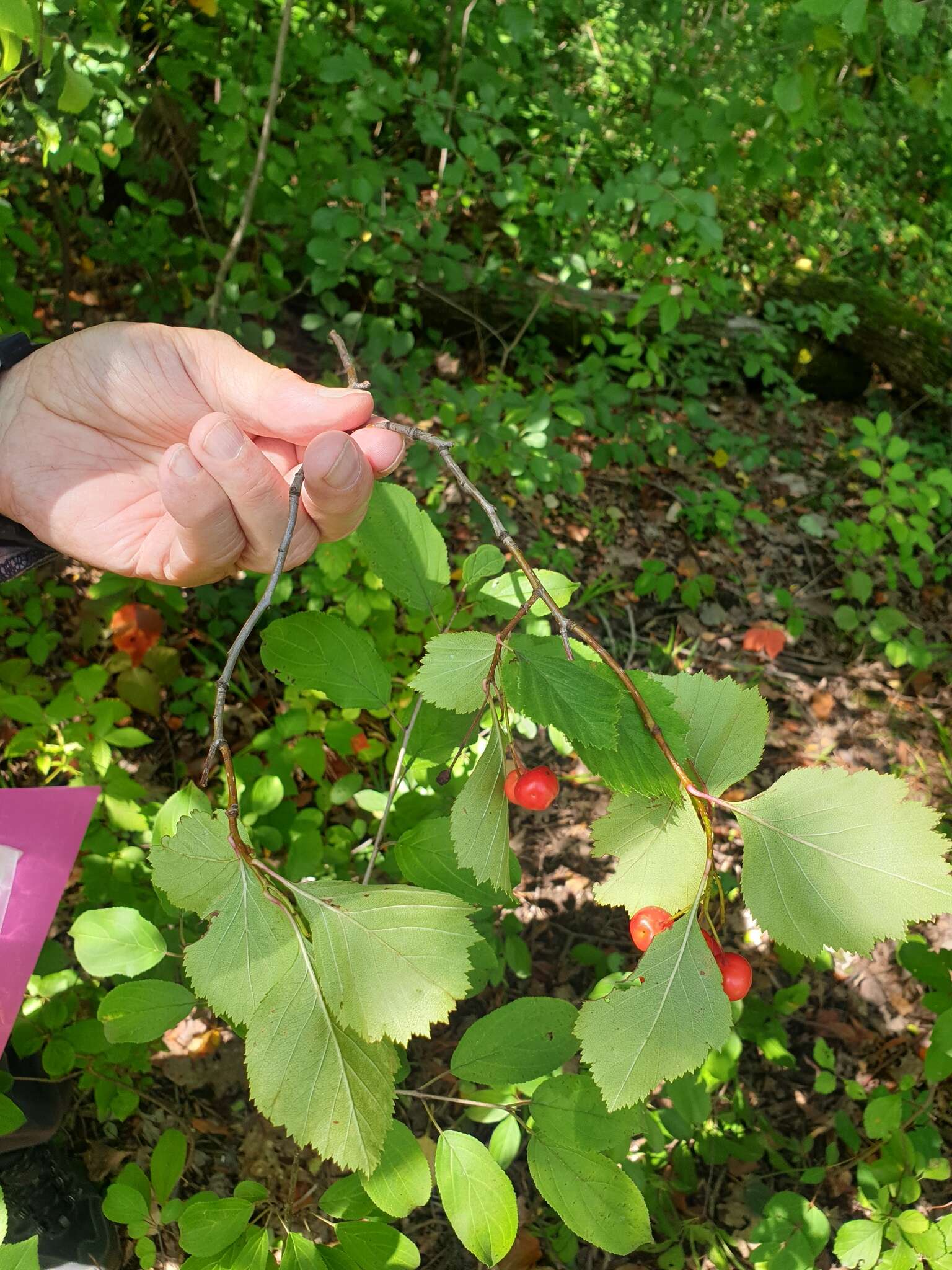 Plancia ëd Crataegus scabrida Sarg.