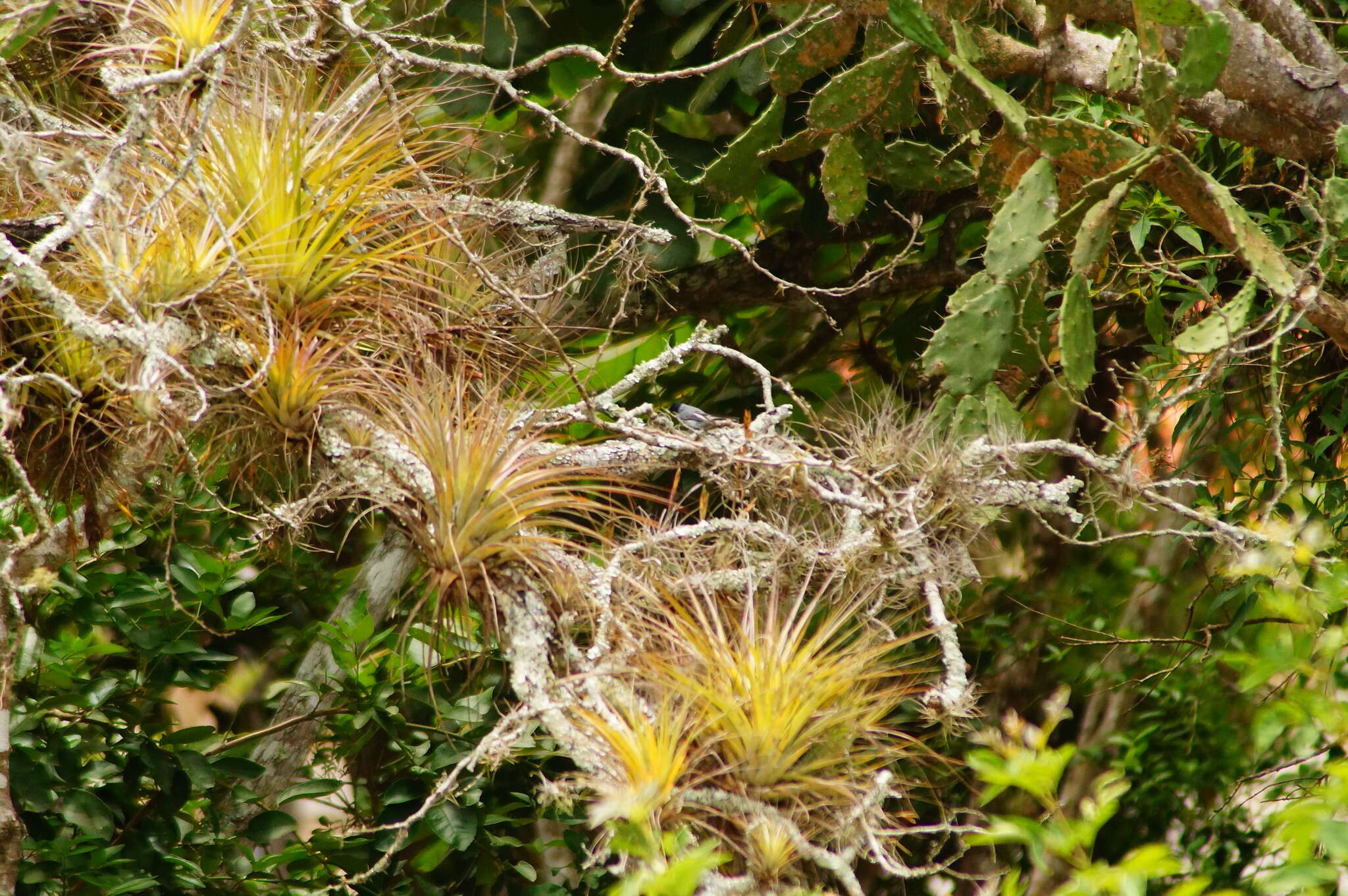 Image of White-lored Gnatcatcher