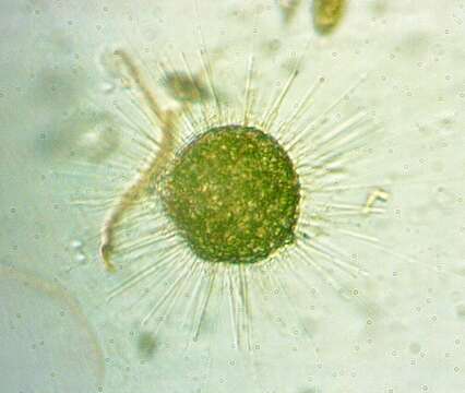 Image of Acanthocystis Carter 1863