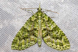 Image of kāmahi green spindle