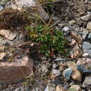 Image of Potentilla turczaninowiana Stschegl.