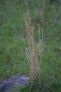 Image of Broomsedge Bluestem