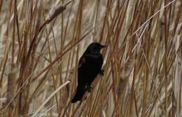 Image of Tricolored Blackbird