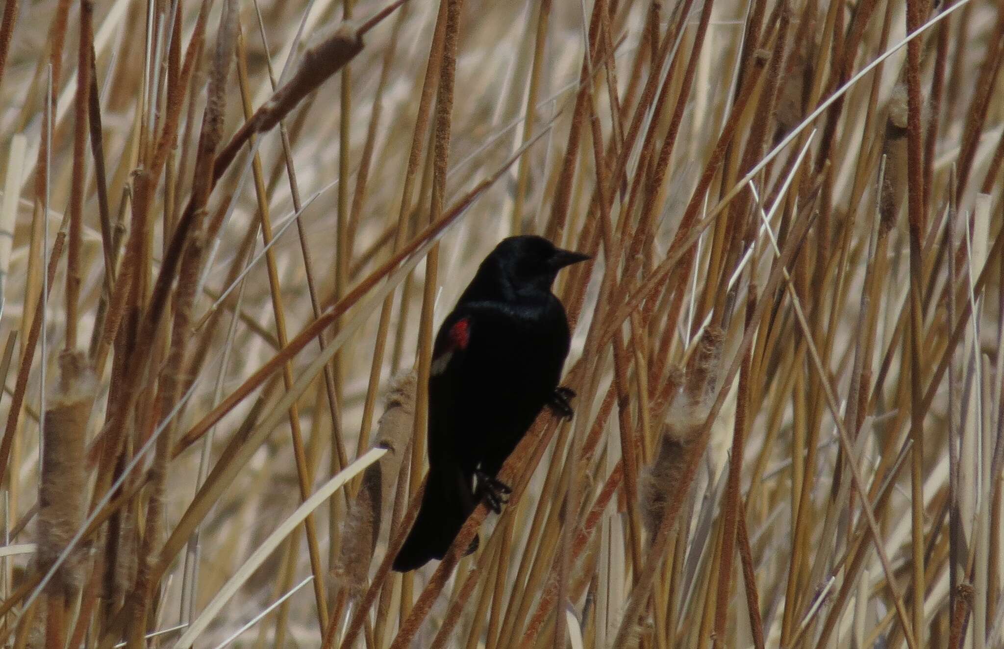 Image of Tricolored Blackbird