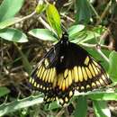 Imagem de Papilio hellanichus Hewitson 1868